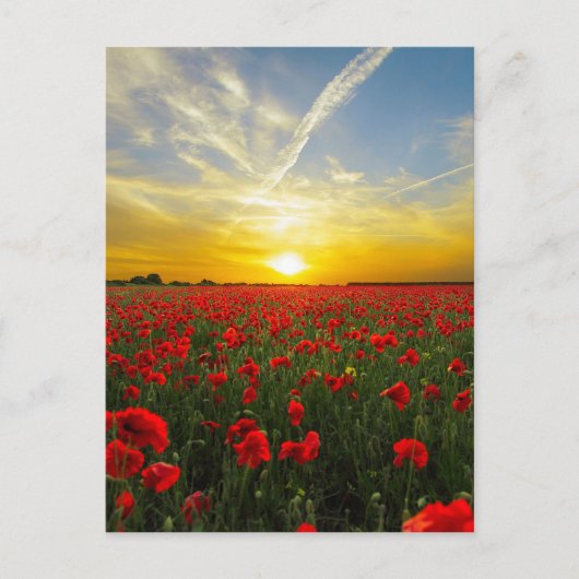 Wonderful Poppy Field Sunset Horizon Briefkaart (Voorkant)