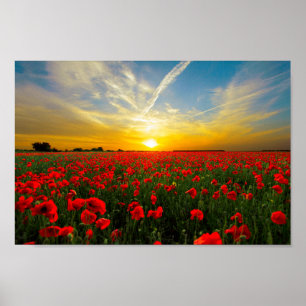Wonderful Poppy Field Sunset Horizon Poster