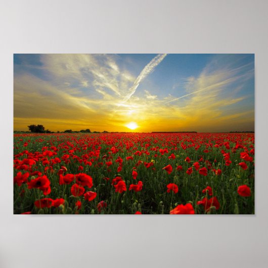 Wonderful Poppy Field Sunset Horizon Poster (Voorkant)