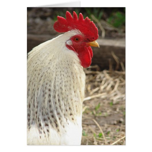 Wonderful Rooster (Voorkant)