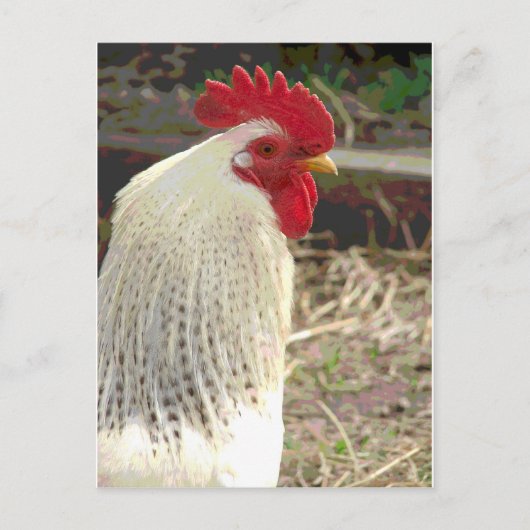 Wonderful Rooster 2 Briefkaart (Voorkant)