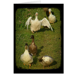 Wonderful Waterfowl