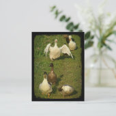 Wonderful Waterfowl Briefkaart (Staand voorkant)