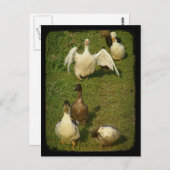 Wonderful Waterfowl Briefkaart (Voorkant / Achterkant)