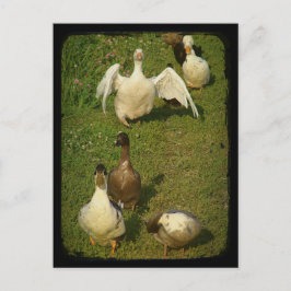 Wonderful Waterfowl Briefkaart