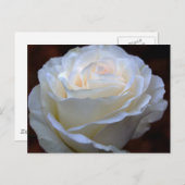 Wonderful White Rose Briefkaart (Voorkant / Achterkant)