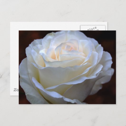 Wonderful White Rose Briefkaart (Voorkant / Achterkant)