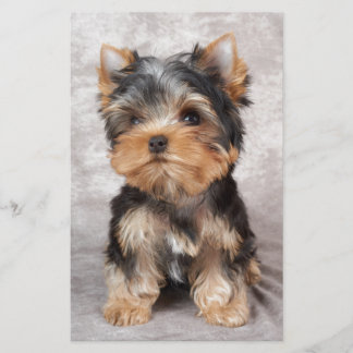 Wonderful yorkie briefpapier