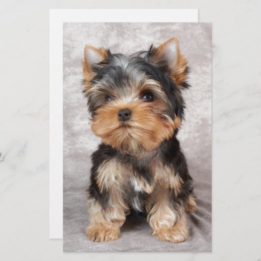 Wonderful yorkie briefpapier (Voorkant / Achterkant)