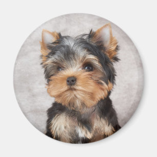 Wonderful yorkie magneet