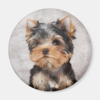 Wonderful yorkie magneet