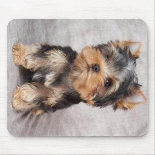 Wonderful yorkie muismat