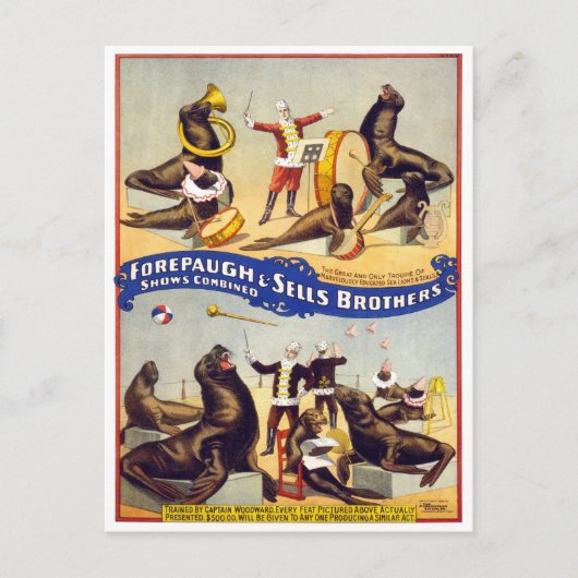 Wonderlijk Getrainde Circusrobben, 1899 Briefkaart (Voorkant)
