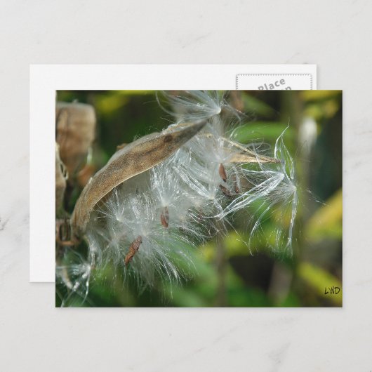 Wonders of Natuur~ Seeds Briefkaart (Voorkant / Achterkant)