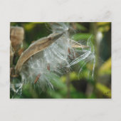 Wonders of Natuur~ Seeds Briefkaart (Voorkant)