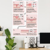 Wondgenezing: 5 Stadia van Huidherstel Poster (Thuiskantoor)