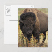 Wood Bison Briefkaart (Voorkant / Achterkant)