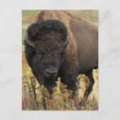 Wood Bison Briefkaart (Voorkant)