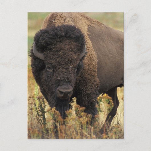 Wood Bison Briefkaart (Voorkant)