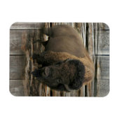 Wood Bison Magneet (Horizontaal)