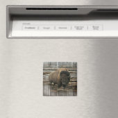 Wood Bison Magneet (Insitu (Vaatwasser))