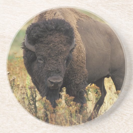 Wood Bison Onderzetter (Voorkant)