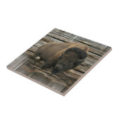 Wood Bison Tegeltje (Zijkant)