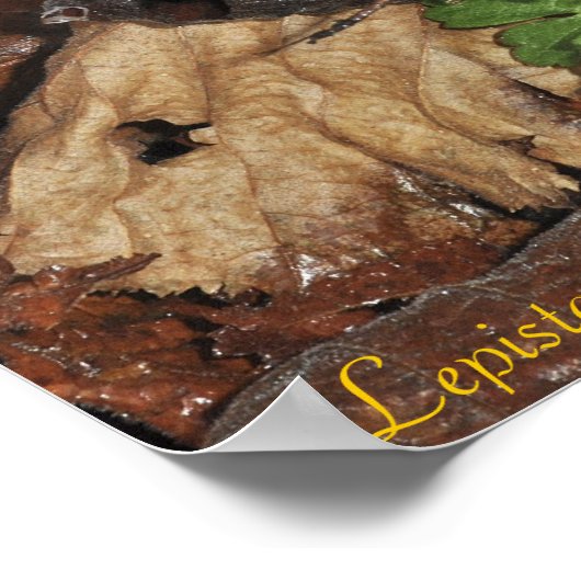 Wood blewit poster (Hoek)