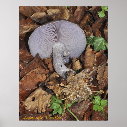 Wood blewit poster (Voorkant)