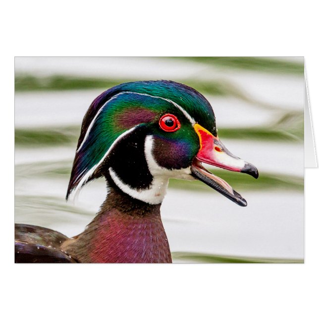Wood Duck (Voorkant Horizontaal)