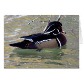 Wood Duck (Voorkant Horizontaal)