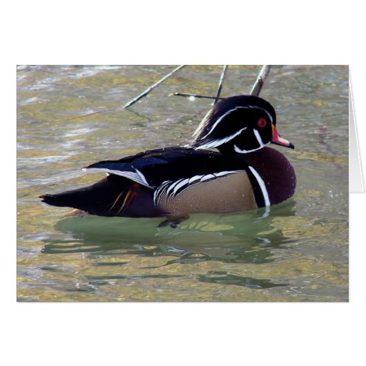 Wood Duck (Voorkant Horizontaal)