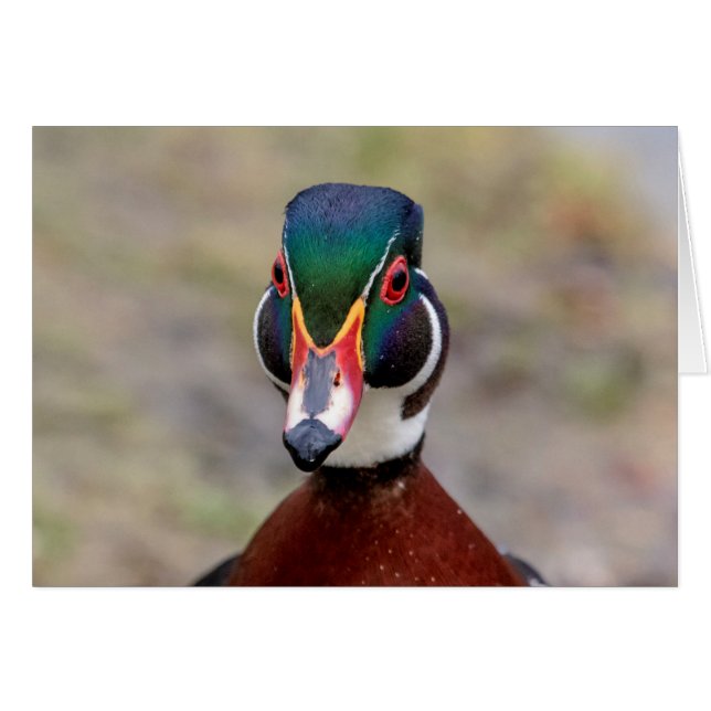 Wood Duck (Voorkant Horizontaal)