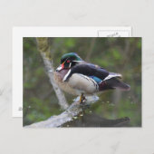 Wood Duck Briefkaart (Voorkant / Achterkant)