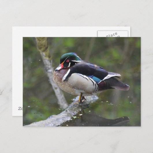 Wood Duck Briefkaart (Voorkant / Achterkant)