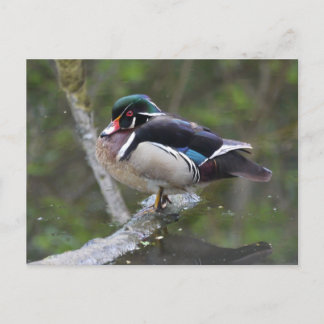 Wood Duck Briefkaart