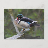 Wood Duck Briefkaart (Voorkant)