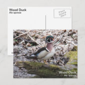Wood Duck Briefkaart (Voorkant / Achterkant)