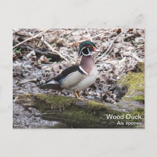 Wood Duck Briefkaart (Voorkant)
