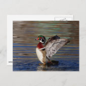 Wood Duck Briefkaart (Voorkant / Achterkant)