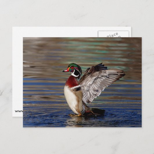 Wood Duck Briefkaart (Voorkant / Achterkant)