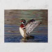 Wood Duck Briefkaart (Voorkant)