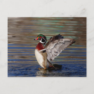 Wood Duck Briefkaart