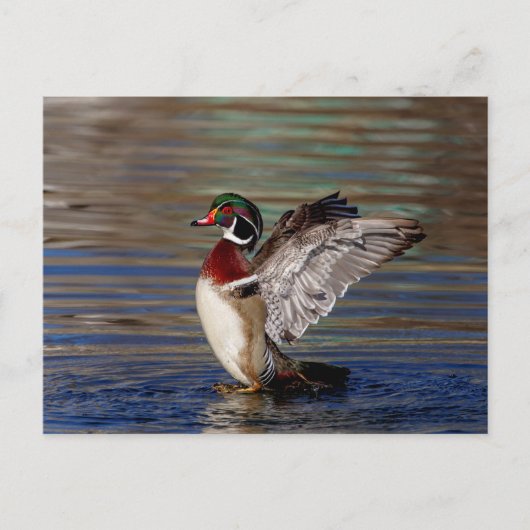 Wood Duck Briefkaart (Voorkant)