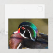 Wood Duck Briefkaart (Voorkant / Achterkant)