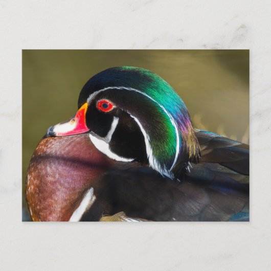 Wood Duck Briefkaart (Voorkant)