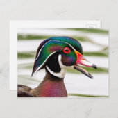 Wood Duck Briefkaart (Voorkant / Achterkant)