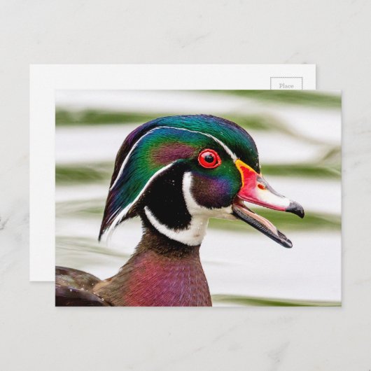 Wood Duck Briefkaart (Voorkant / Achterkant)