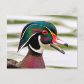 Wood Duck Briefkaart (Voorkant)
