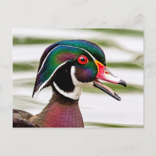 Wood Duck Briefkaart (Voorkant)